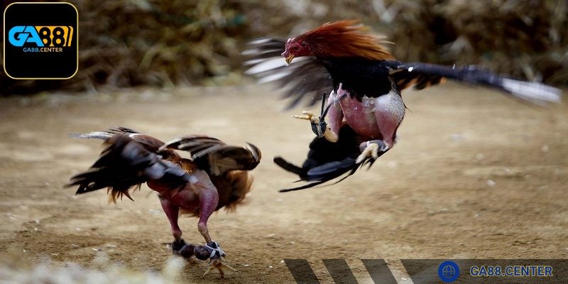 Bí quyết nuôi gà chọi đặt việc chọn giống lên hàng đầu