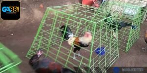 Bí quyết nuôi gà chọi nhanh lớn là chuồng trại thoải mái