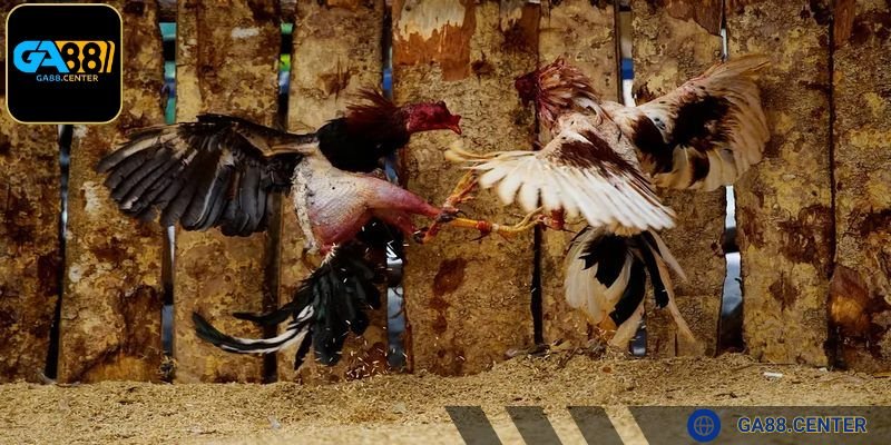 Mỗi dòng kê có đặc điểm riêng cần chú ý để chăm sóc hiệu quả