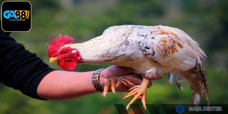 Cách đổ gà đá cựa luôn chú trọng tới sức khỏe mỗi con