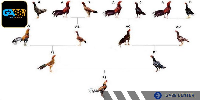 Cần ghép đôi gà hợp lý