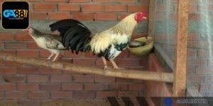 Lai tạo giống chuẩn giúp thế hệ kê chiến con đạt chuẩn