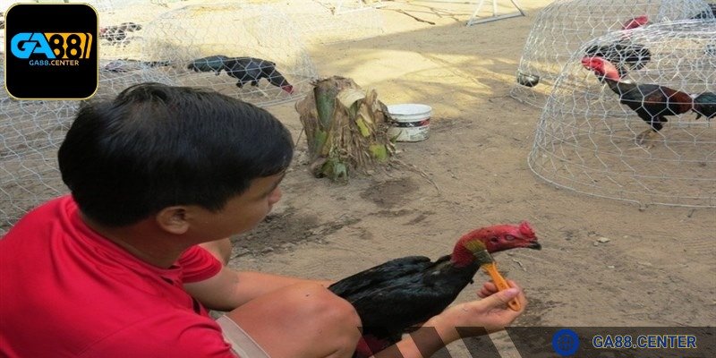 Cách vào nghệ gà đá mỗi mùa sẽ khác nhau