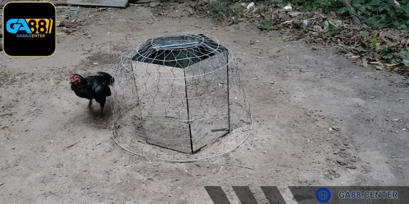 Cần hiểu dòng gà chọi là gì để chọn cách tập phù hợp