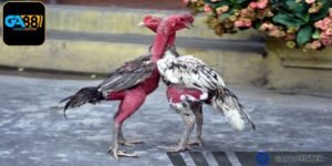 Chăm sóc gà có nhiều bước bao gồm dinh dưỡng và luyện tập