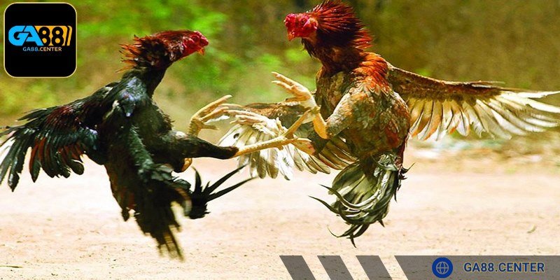 Cần chú ý quan sát hình dáng và biểu hiện của kê chiến