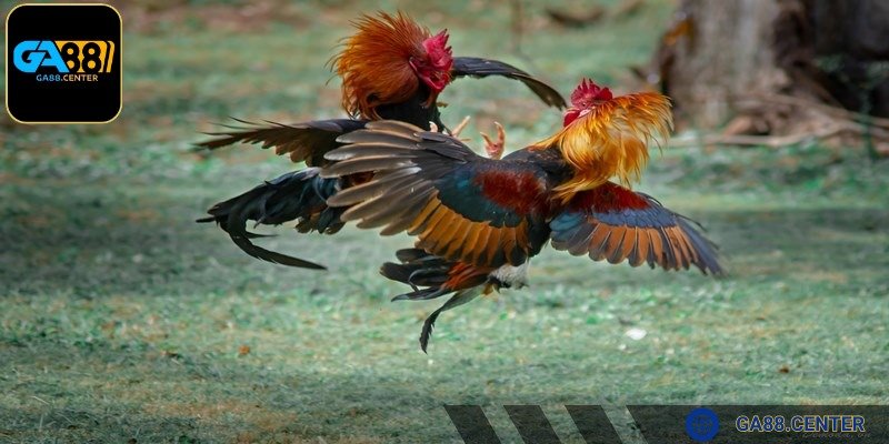 Các giống chọi đa phần xuất phát từ Đông Nam Á