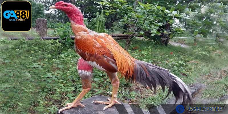 Gà chọi có nhiều dạng phổ biến anh em cần nắm rõ