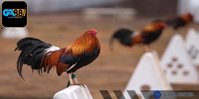 Dược phẩm dành riêng cho gà đá