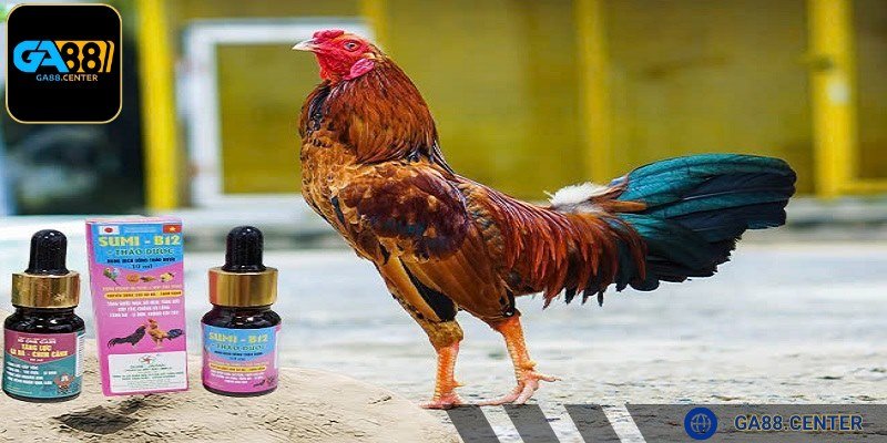 Thông tin về thuốc bổ cho gà đá