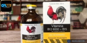 Vitamin giúp chiến kê có sức mạnh thi đấu